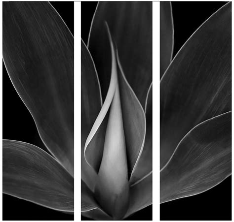 Black And White Monochrome Plant Canvas Print Triptych 30x90x25cm