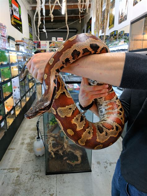 This Beautiful Blood Python We Have At The Reptile Store I Work At