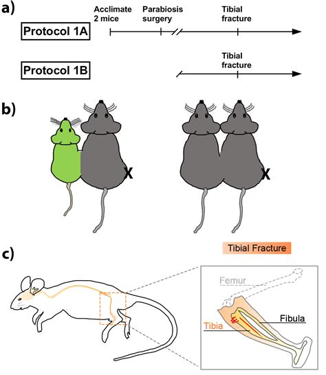 A Mouse Model Of Orthopedic Surgery To Study Postoperative Cognitive