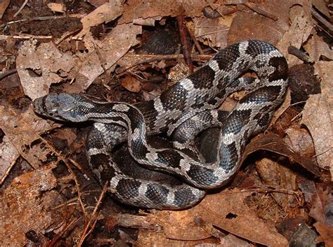 The Juvenile Black Rat Snake Sometimes Mistaken As Venomous South