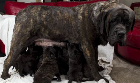 how many puppies can a mastiff have