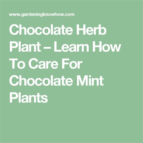 Chocolate Herb Plant Learn How To Care For Chocolate Mint Plants