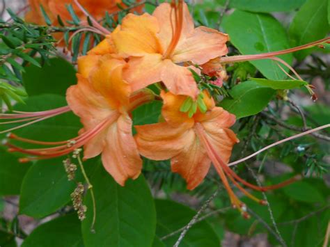 Check spelling or type a new query. Flame Azalea | Flame Azalea Rhododendron calendulaceum ...