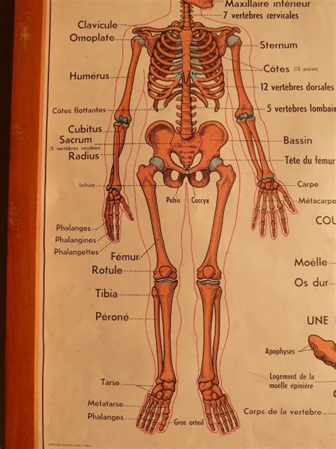 In this way, the complexities of human anatomy—and the interconnected nature of the body—are if you're fascinated by the inner workings of the human body, you can view the clever subway map in. Vintage French Posters Botany Animals Anatomy, old World ...