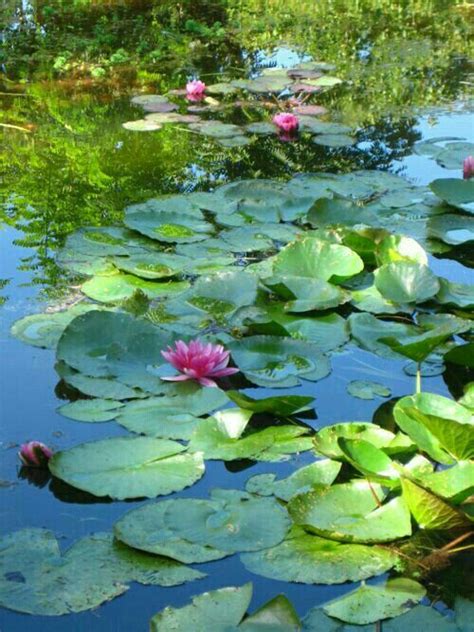 Today we are painting a water garden in giverney france, where monet lived and designed all the gardens. Pin by Tales and Novella's on Monet's Garden | Flower ...