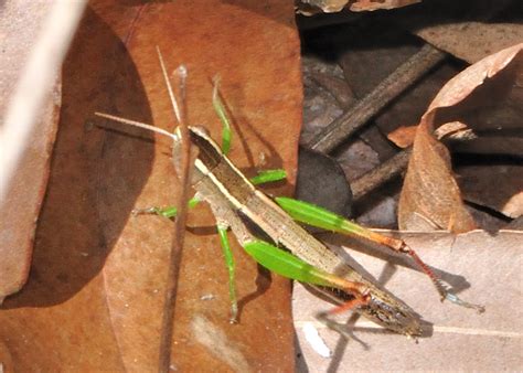 Green Legs Wingless Grasshoppers