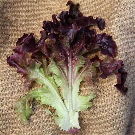 Organic Red Oakleaf Lettuce Seed 500 Mg ~300 Seeds Organic