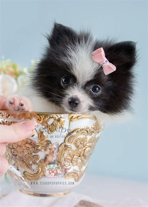 I promise to also love you and do all those things that puppies do to make your day. 22 Inspirational Cheap Teacup Puppies For Sale Near Me ...