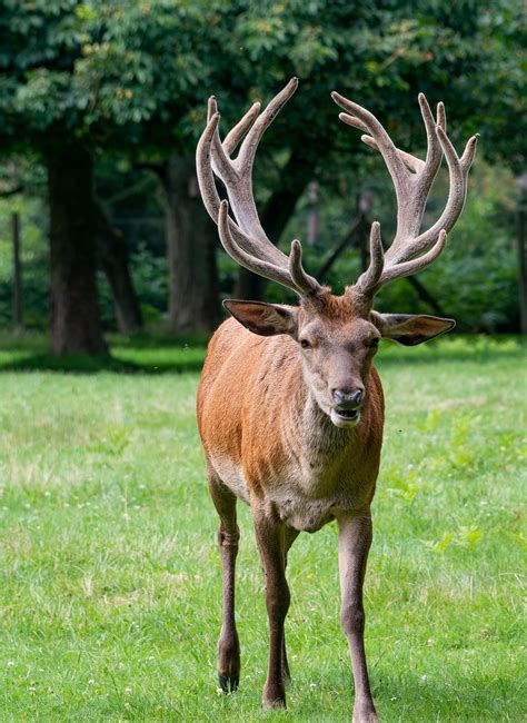 Deer Antler Animal Free Photo On Pixabay Pixabay