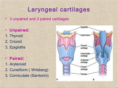 Which Of The Following Laryngeal Cartilages Are Paired Jaxson Has