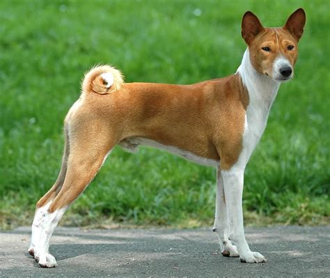 This Is What Our Dog Bama Looks Like Its A Basenji Congo African