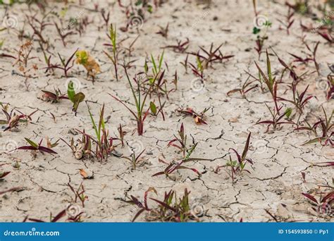 Dry Soil Cracks Desert Ground Drought Stock Photo Image Of Terrain