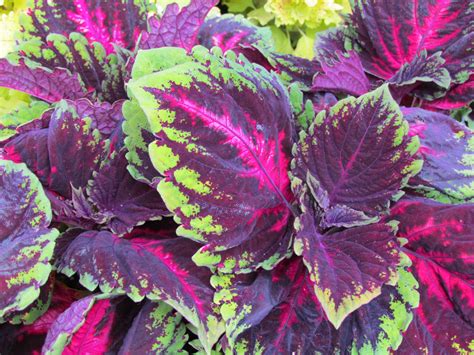Coleus Many Varieties For Full Sun Traditionally A Shade Plant Pictures