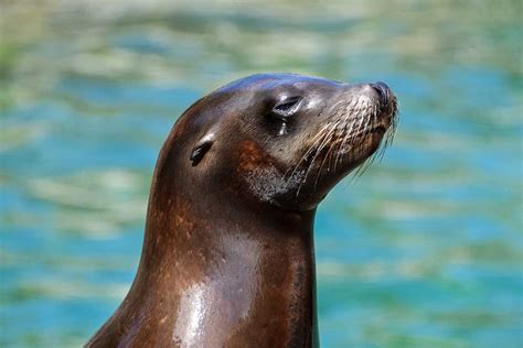 10 Most Endangered Marine Mammals Environment Buddy