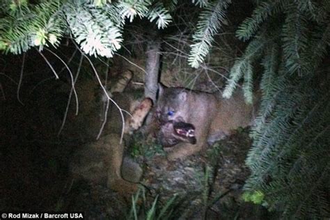 Mountain Lions Kill Wolves Got Hunts