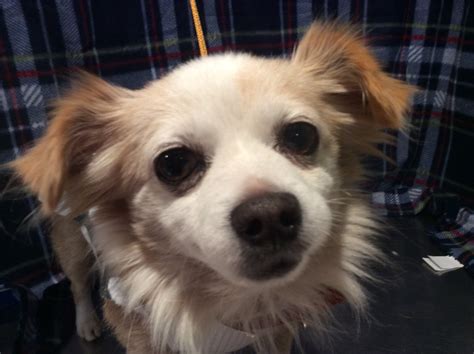 Chihuahua Dog For Adoption In Pomona Ca Adn 427255 On