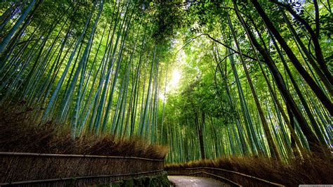 Bamboo Desktop Wallpaper 57 Images