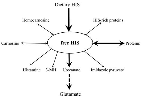 Nutrients Free Full Text Histidine In Health And Disease