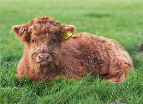 Meet The Highland Cattle Scotlands Majestic Cows And Bulls