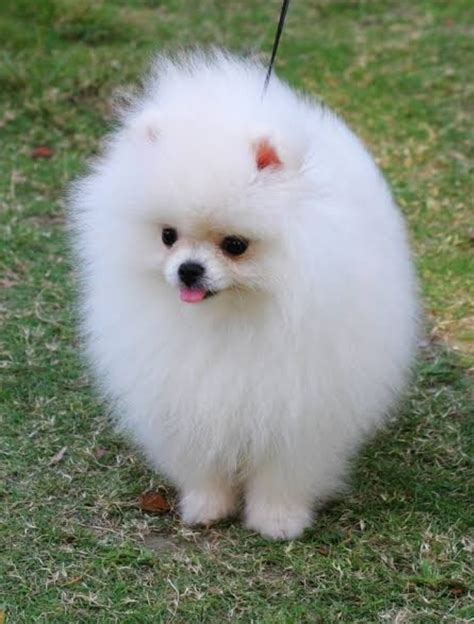 Pomeranian Puppies For Sale Chicago Il 347531