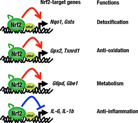 Nrf2 Is The Key Regulator In Two Important Cytoprotective Pathways
