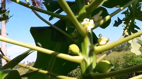 Papaya Male Or Female And Why It Matters Papaya Plant Papaya Tree Papaya