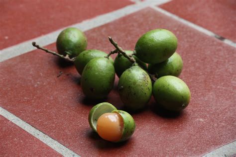 Mamones The Addictive Tropical Fruit From Venezuelacolombia Fruit