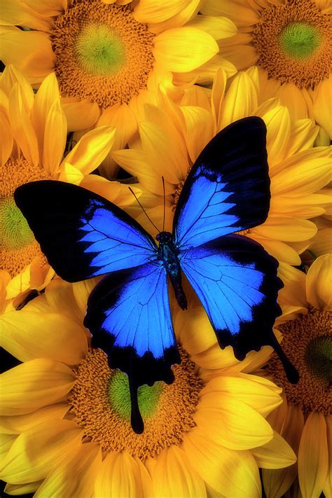 Stunning Blue Butterfly On Sunflowers Photograph By Garry Gay Fine Art America
