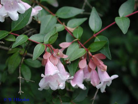 In its southern range, glossy abelia will lose 50% of its leaves in colder climates, and the remaining leaves will take on a more pronounced red color. careshymharz: Flowers (Roses)