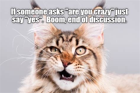 30 More Hilarious Cat Memes To Make You Smile We Love Cats And Kittens