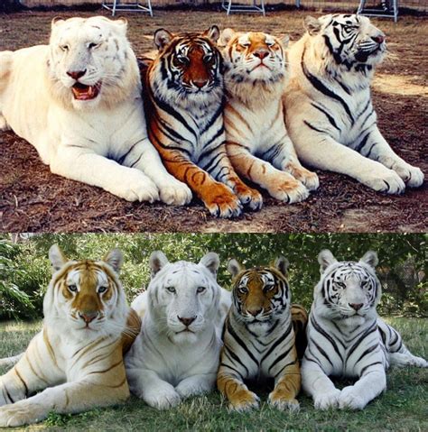 Pin By Tony Toranza On Tigers In 2020 Animals Pictures Photo