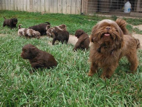 Yorkshire terrier, shih tzu (shorkietzu puppies), toy poodle (yorkipoo puppies), havanese (havashire.' Daddy "Milo" baby-sitting his ShihPoo Puppies - Sunny Day Puppies