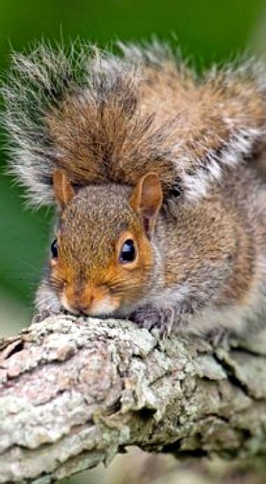 Eastern Gray Squirrel Woodland Theme Domestic Cat Squirrels