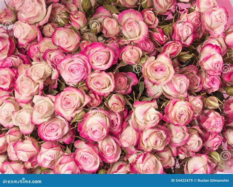 Small Pink Roses Bouquet Close Up Stock Image Image Of Fragrant