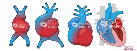 Human Heart Development1 Mind The Graph Blog