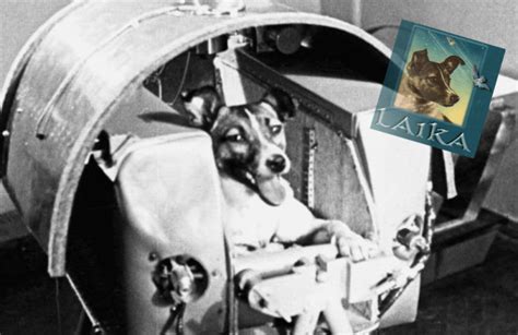 Laika La Perra Que Hace 60 Años Orbitó La Tierra Sin Posibilidad De
