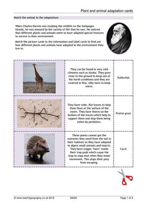 Plant And Animal Adaptation Cards Ks3 Geography Teachit