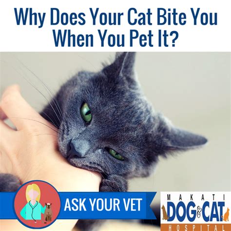 Why Does Your Cat Bite You When You Pet It Makati Dog And Cat Hospital