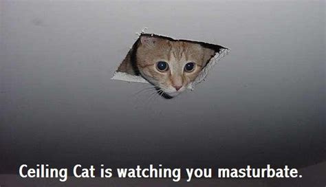 Ceiling Cat Watching Me Masturbate
