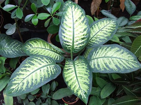 12 Poisonous Houseplants Their Health Effects And Safe Alternatives
