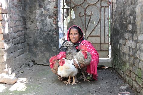 Empowering Indias Rural Poor Through Poultry Globalgiving