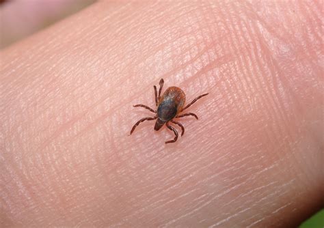 Tick Bite Prevention With Lawn Treatment In Kansas City