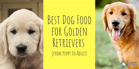 It features a delicious combination of some incredible ingredients, including oatmeal, fresh wisconsin duck, real cheddar cheese, brown rice, whole eggs, lamb, chicken, fish, and potatoes. 2020's Best Dry Dog Food for Golden Retrievers (from Puppy ...