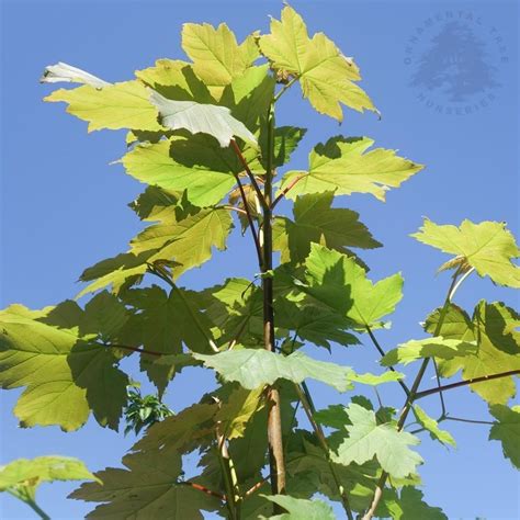 Acer Pseudoplatanus Sycamore Trees