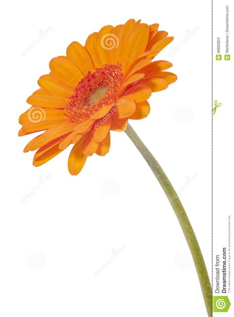 Orange Gerbera Flower Isolated On White Background Stock Image Image