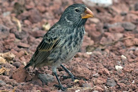 Darwins Finches