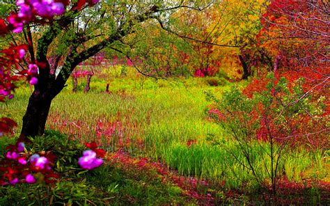 Dream Spring 2012 Forest Colors Wallpapers Hd