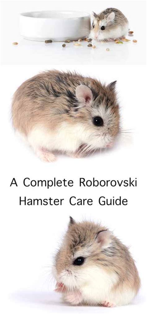 Roborovski Hamster The Complete Guide To The Robo Dwarf Hamster