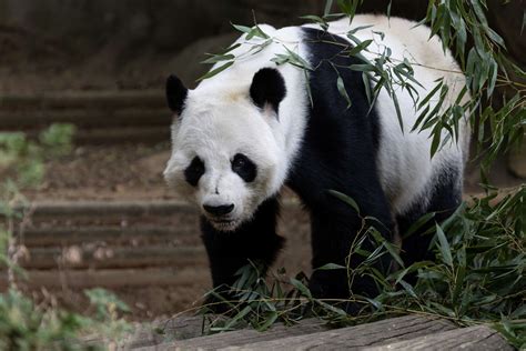 Panda Updates Monday November 6 Zoo Atlanta