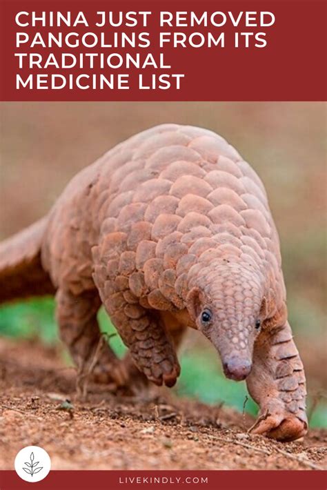 China Just Removed Pangolins From Its Traditional Medicine List Artofit
